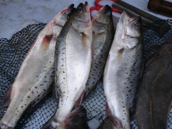 鲈鱼是淡水鱼还是海鱼(淡水鲈鱼和海鲈鱼区别在哪)-1