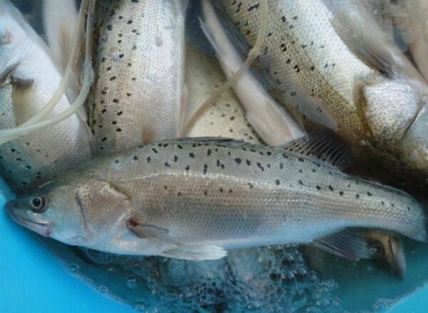 鲈鱼是淡水鱼还是海鱼(淡水鲈鱼和海鲈鱼区别在哪)-1