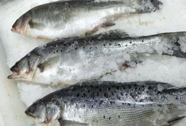 鲈鱼是淡水鱼还是海鱼(淡水鲈鱼和海鲈鱼区别在哪)-1