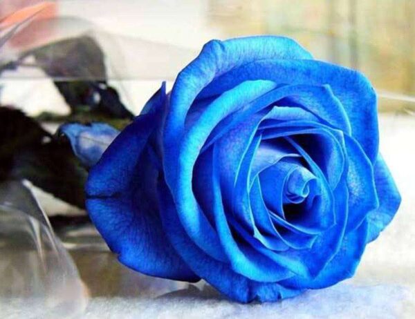 蓝颜知己是什么关系(蓝颜知己是什么意思)-1