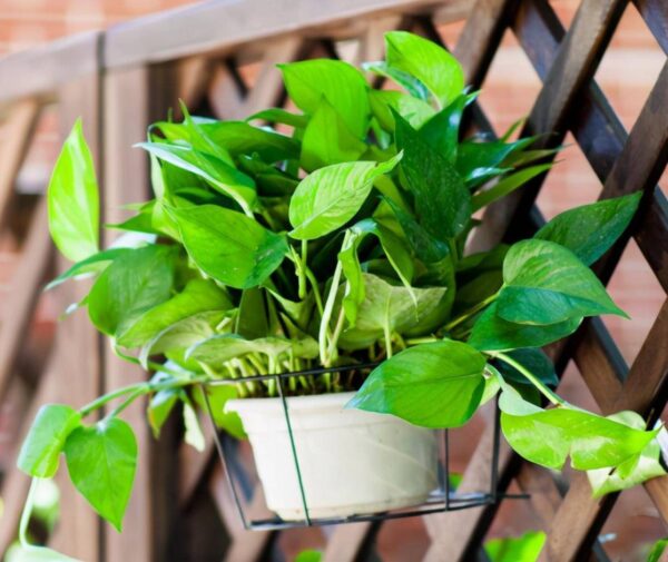 绿萝叶子发黄怎么补救(绿萝不断出现黄叶怎么办)-1