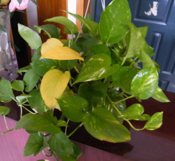 绿萝叶子发黄怎么补救(绿萝不断出现黄叶怎么办)-1