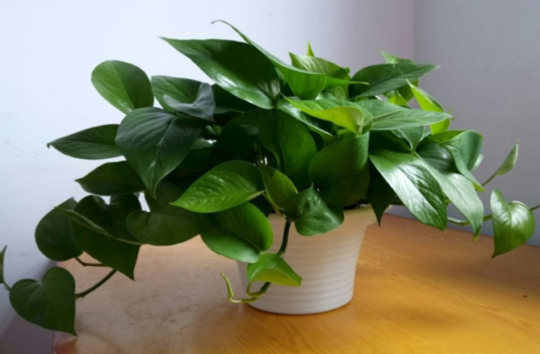 绿萝叶子发黄怎么补救(绿萝不断出现黄叶怎么办)-1