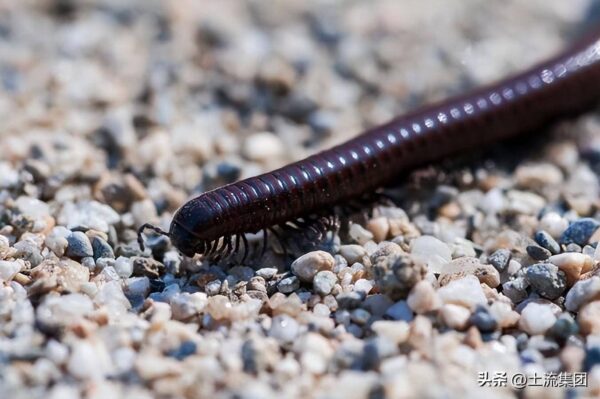 马陆虫怎么彻底消灭(马陆虫怎么会出现在家里)-1