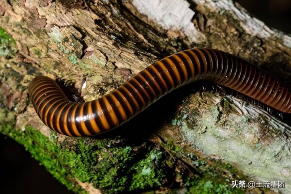 马陆虫怎么彻底消灭(马陆虫怎么会出现在家里)-1