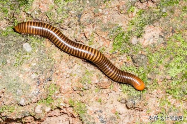 马陆虫怎么彻底消灭(马陆虫怎么会出现在家里)-1