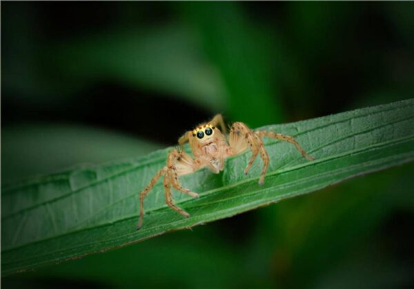 什么气味可以驱赶蜘蛛(家里有蜘蛛怎么办清除)-1