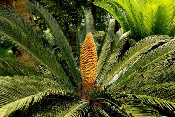 三角龙主要以什么为食(三角龙的特点简单介绍)-1