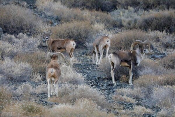 三角龙主要以什么为食(三角龙的特点简单介绍)-1