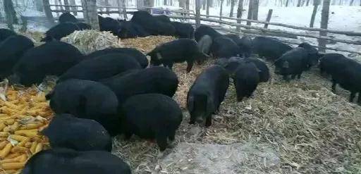 中国十大黑猪品种排名(中国黑猪品种哪个最好)-1