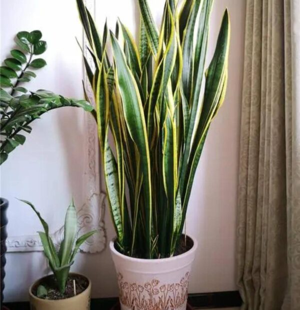 适合睡房养的植物排名(睡觉房间放什么植物好)-1