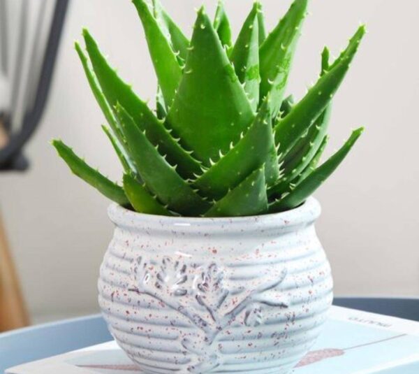 适合睡房养的植物排名(睡觉房间放什么植物好)-1