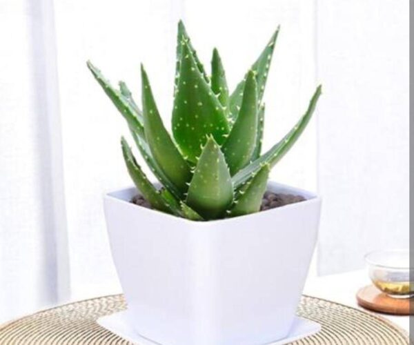 适合睡房养的植物排名(睡觉房间放什么植物好)-1