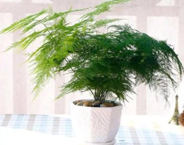 适合睡房养的植物排名(睡觉房间放什么植物好)-1