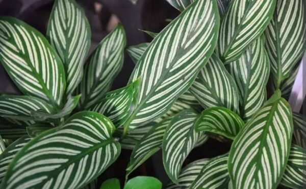 适合睡房养的植物排名(睡觉房间放什么植物好)-1