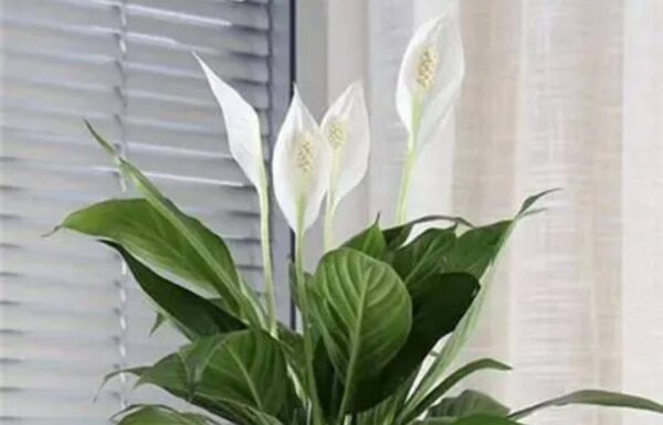 适合睡房养的植物排名(睡觉房间放什么植物好)-1