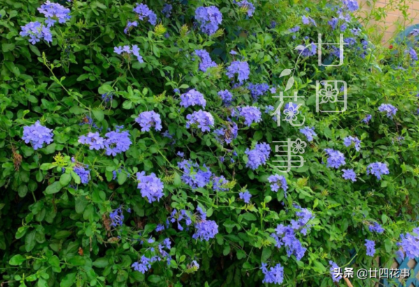 花期最长的爬藤花排名(什么花爬藤快又好看)-1