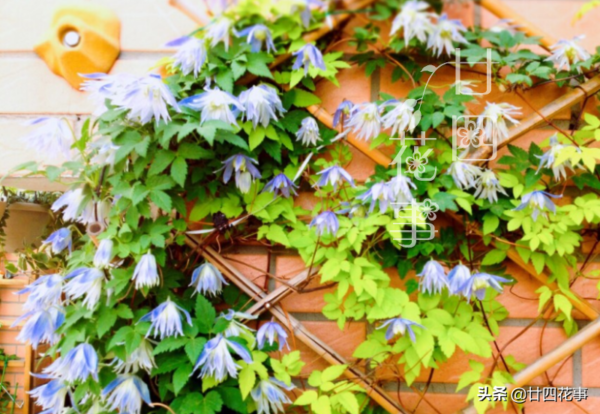 花期最长的爬藤花排名(什么花爬藤快又好看)-1