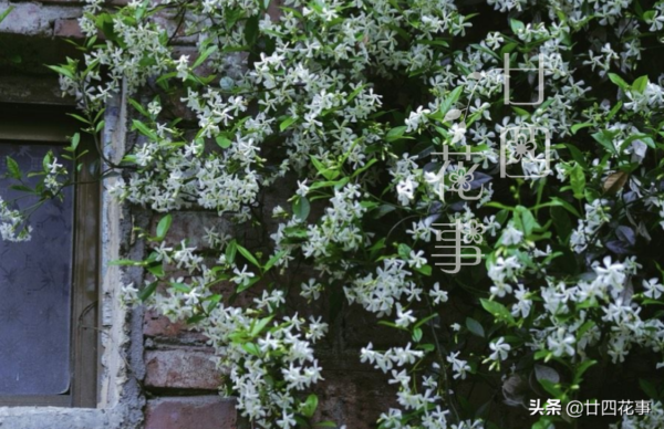 花期最长的爬藤花排名(什么花爬藤快又好看)-1