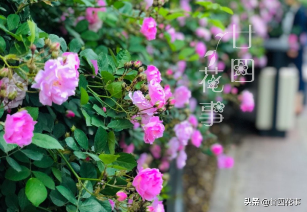 花期最长的爬藤花排名(什么花爬藤快又好看)-1