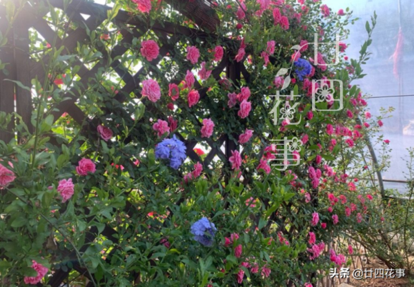 花期最长的爬藤花排名(什么花爬藤快又好看)-1