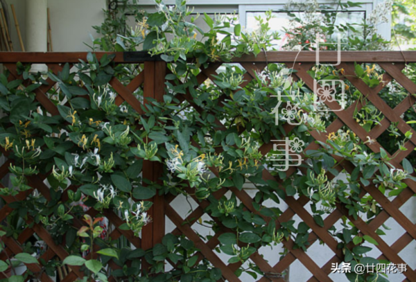 花期最长的爬藤花排名(什么花爬藤快又好看)-1