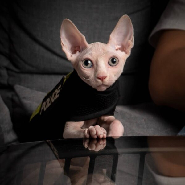 什么品种的猫比较聪明(智商排名前十的猫咪品种有哪些)-1