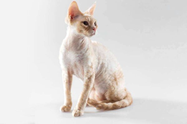 什么品种的猫比较聪明(智商排名前十的猫咪品种有哪些)-1