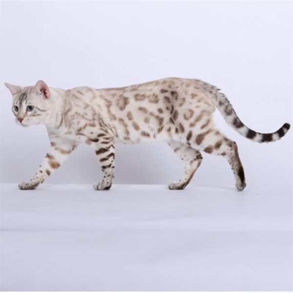 什么品种的猫比较聪明(智商排名前十的猫咪品种有哪些)-1