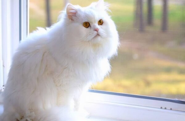 什么品种的猫比较聪明(智商排名前十的猫咪品种有哪些)-1