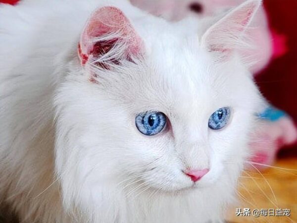 聪明的猫咪排名1一10(公认最聪明的猫品种是什么)-1