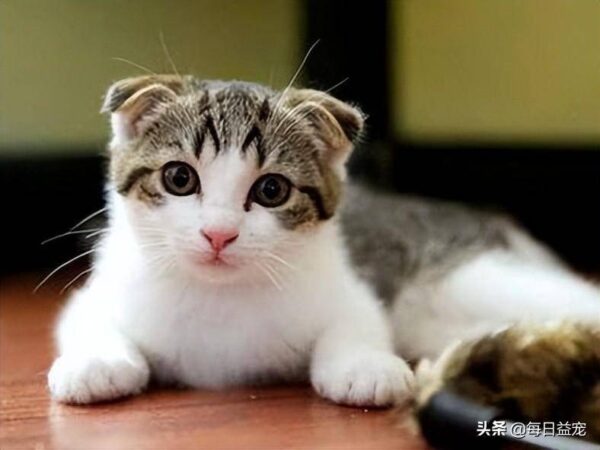 聪明的猫咪排名1一10(公认最聪明的猫品种是什么)-1