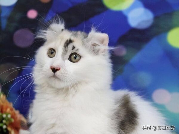 聪明的猫咪排名1一10(公认最聪明的猫品种是什么)-1