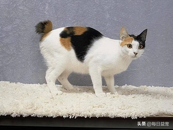 聪明的猫咪排名1一10(公认最聪明的猫品种是什么)-1