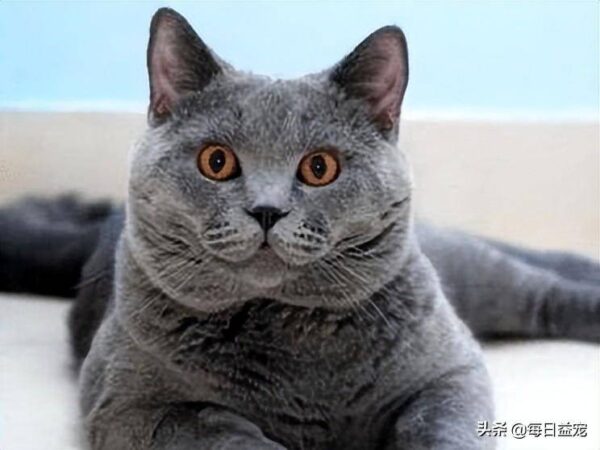 聪明的猫咪排名1一10(公认最聪明的猫品种是什么)-1
