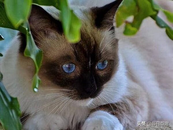 聪明的猫咪排名1一10(公认最聪明的猫品种是什么)-1