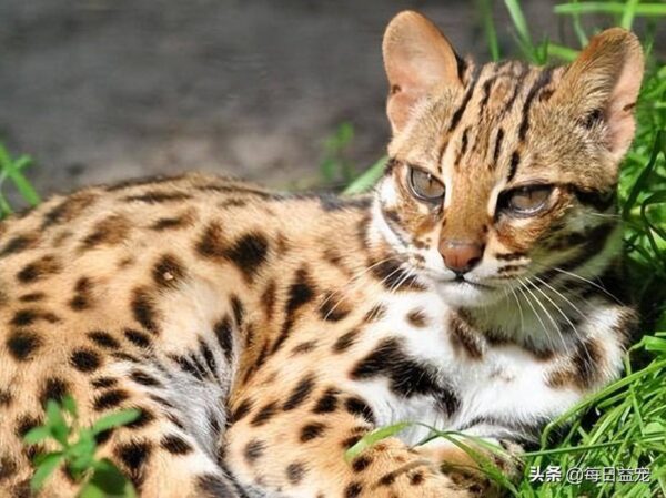 聪明的猫咪排名1一10(公认最聪明的猫品种是什么)-1