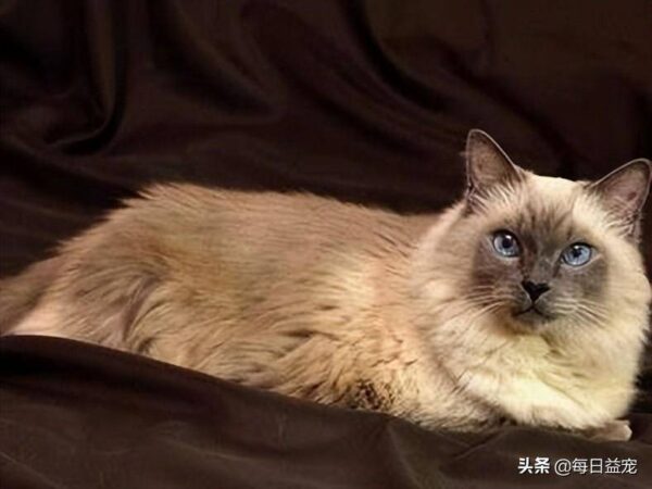 聪明的猫咪排名1一10(公认最聪明的猫品种是什么)-1