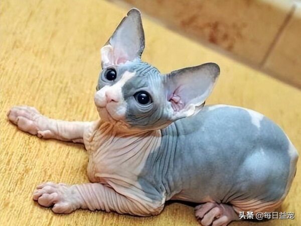 聪明的猫咪排名1一10(公认最聪明的猫品种是什么)-1