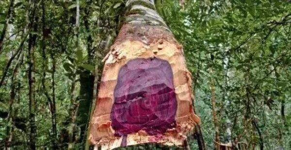 国标红木5属8类29种及排名(红木五属八类29种有哪些)-1