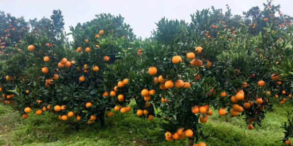 湖北特产排行榜前十名(湖北最出名的土特产有哪些)-1