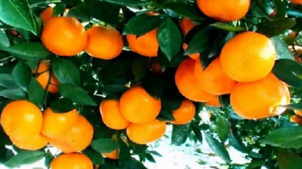 湖北特产排行榜前十名(湖北最出名的土特产有哪些)-1