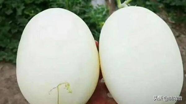 甜瓜最甜品种排行榜前十名(最甜的甜瓜品种是什么品种)-1