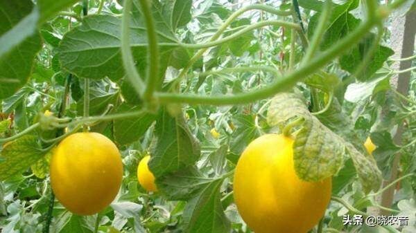 甜瓜最甜品种排行榜前十名(最甜的甜瓜品种是什么品种)-1