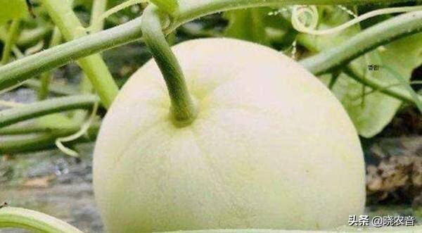 甜瓜最甜品种排行榜前十名(最甜的甜瓜品种是什么品种)-1